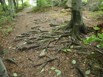 [From base of tree to approximately five foot from it across the trail path, tree roots are visible in the dirt.]